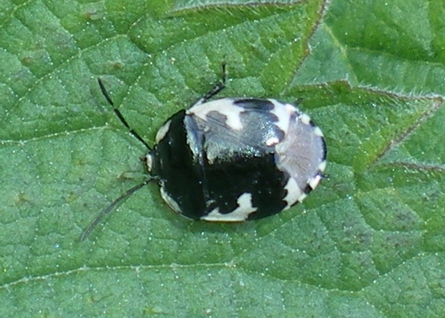 Cydnidae: Tritomegas rotundipennis (Dohrn, 1862)